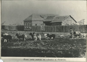 Возка воды на собаках в Охотск.